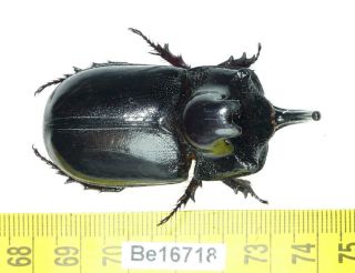 Trichogomphus Dynastidae Coleoptera Real Insect Beetle Vietnam Be (16718)