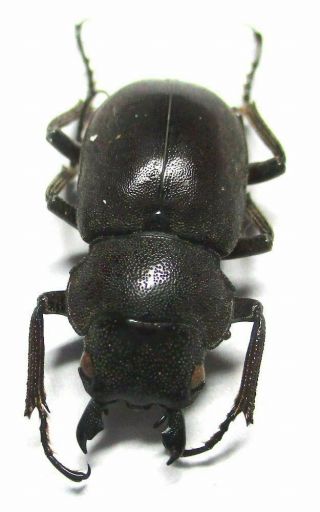 028 Lucanidae: Prosopocoilus Hiekei Male 17mm