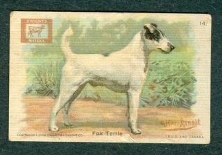1902 Fox Terrier Dog Card Church & Dwight Soda J13a Small G Muss Arnolt Champion