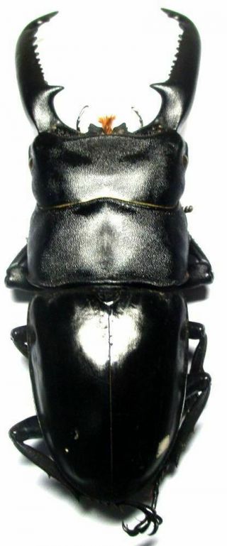 b001 Lucanidae: Dorcus titanus palawanicus male 94.  5mm 4