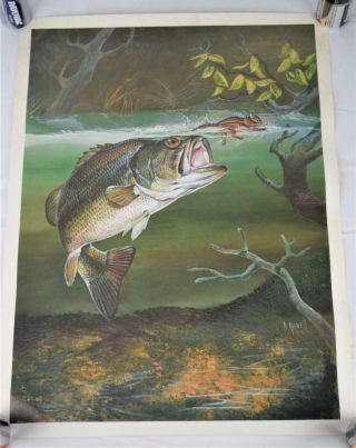Largemouth Bass Chasing Attacking Chipmunk Poster Print 12 3/8 X 16 1/2