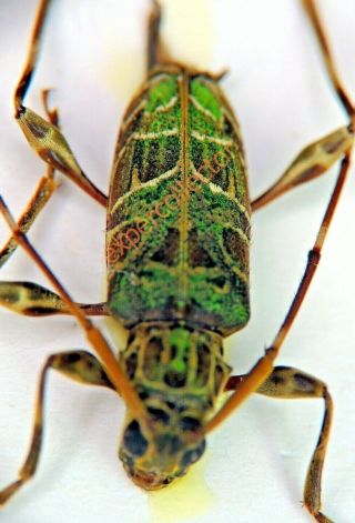 Cerambycidae - Granastyochus Elegantissimus From French Guiana Kha496