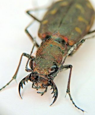 Carabidae - Cicindela Ancocisconensis From Canada Rare Only One Kba540