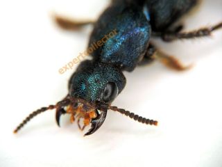 Staphylinidae - Staphylinidae Sp From French Guiana Kdy136