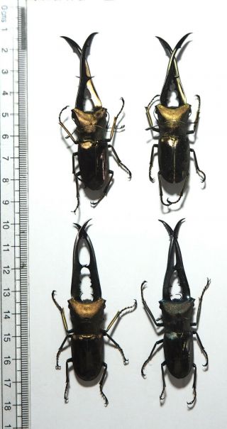Lucanidae.  4 X Cyclommatus Metallifer Finae. ,  70mm Peleng Is
