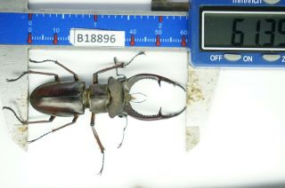 B18896 – Lucanus Kraatzi Giangae Ps.  Beetles – Insects Cao Bang Vietnam 61mm
