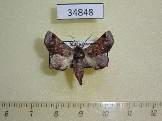 34848p Noctuidae Eutelia Occidentalis Madagascar