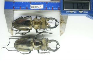 B18997 – Lucanus Sericeus Sericeus Ps.  Beetles – Insects Ha Giang Vietnam 71mm