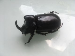 2x Real male Rhino rhinoceros beetle insect tropical jungle bug (juvenile) 2