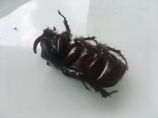 2x Real male Rhino rhinoceros beetle insect tropical jungle bug (juvenile) 3