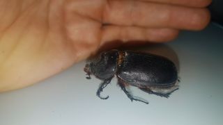 2x Real male Rhino rhinoceros beetle insect tropical jungle bug (juvenile) 4