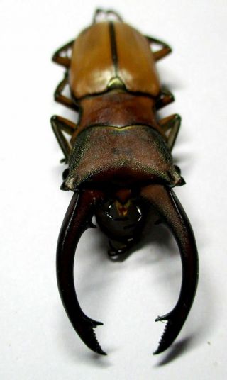N005 Lucanidae: Cyclommatus Alagari Male 52mm