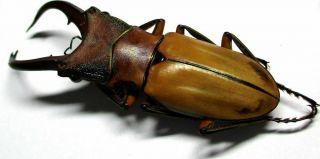 n005 Lucanidae: Cyclommatus alagari male 52mm 2