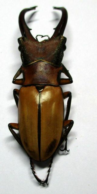 n005 Lucanidae: Cyclommatus alagari male 52mm 4