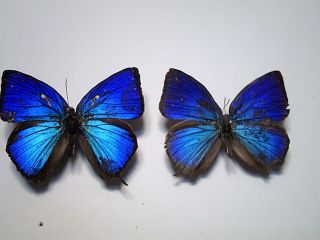 Butterfly/insect Setspread B5255 Royal Blue Rare Australian Arhopala Amantes X 2