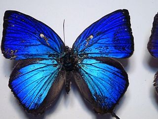 Butterfly/Insect SetSpread B5255 Royal Blue Rare Australian Arhopala amantes X 2 2