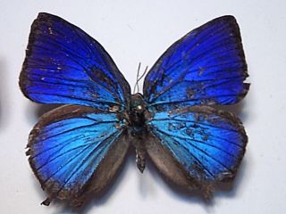 Butterfly/Insect SetSpread B5255 Royal Blue Rare Australian Arhopala amantes X 2 3