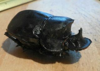 60mm Male Heliocopris Tyrannus Scarab Beetle Real Insect Taxidermy U.  S.  Seller