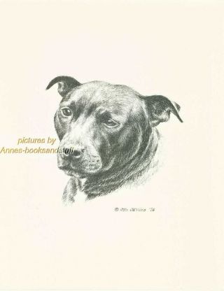 122 Amstaff Pit Bull Terrier Dog Art Print Pen & Ink Drawing Jan Jellins