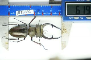 B18891 – Lucanus Kraatzi Giangae Ps.  Beetles – Insects Cao Bang Vietnam 61mm
