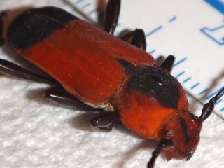 Cerambycidae Euryphagus Pictas Red Longhorn Beetle Philippines 64 Valentine Bug