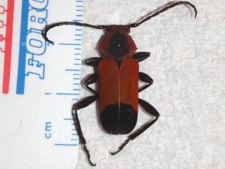 Cerambycidae Euryphagus pictas Red Longhorn Beetle Philippines 64 Valentine Bug 2