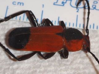 Cerambycidae Euryphagus pictas Red Longhorn Beetle Philippines 64 Valentine Bug 3