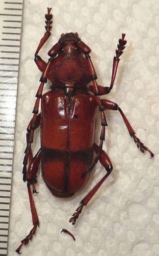 Cerambycidae Dark Red Longhorn Beetle Species Taiwan Beetle Insect Bug
