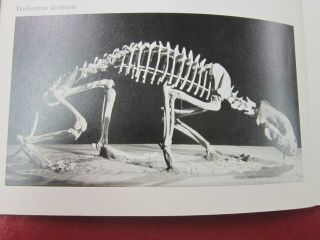 Dinosaur Ephemera - - Ice Age Mammals American Museum of Natural History 4
