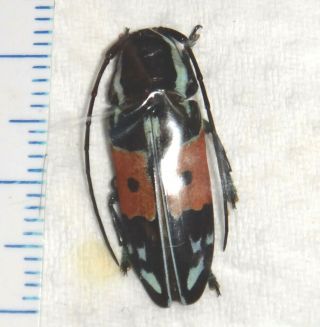 Cerambycidae Tragocephala Species 22mm Longhorn Beetle Insect Colorful Bug