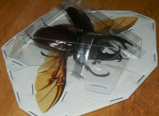Spread Xylotrupes Socrates Real Insect Scarab Beetle Indonesia Taxidermy