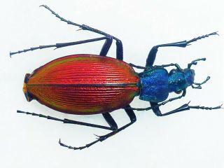 Ceroglossus Chilensis Cyanicollis Male Huge 28mm,  Carabidae Chile