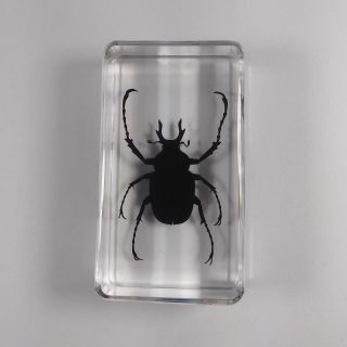 Real Insect Specimen Long Arm Scarab Beetle Transparent Polymer Resin Display