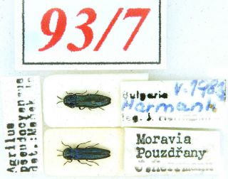 93 - 7 Buprestidae - Old Coll.  - Agrilus Pseudocyaneus Kiesenwetter,  1857