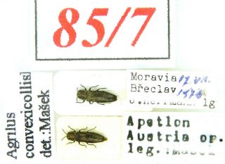 85 - 7 Buprestidae - Old Coll.  - Agrilus Convexicollis L.  Redtenbacher,  1849