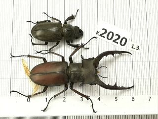 K2020 Unmounted Beetle Lucanus Luci Vietnam Central
