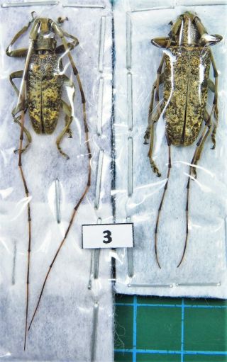 Unmounted Beetle Cerambycidae Unidentified Acalolepta Species Pair Laos