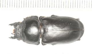 Lucanidae Hemisodorcus Derelictus F Tibet