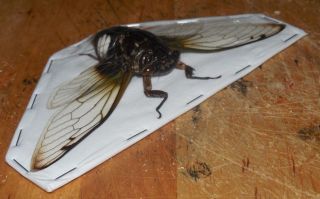 Cryptotympana Acuta Cicada Real Insect Indonesia Taxidermy