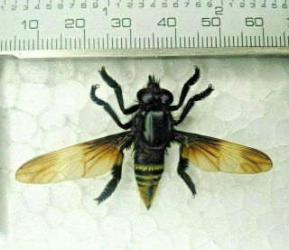 Diptera Tabanidae Asilidae N° 03 Xxl 56mm,  In Your Species From - Peru