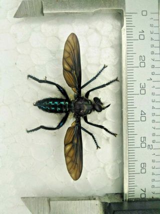 Diptera Tabanidae Asilidae N° 02 Purple Abdomen,  Xl 51mm From - Peru