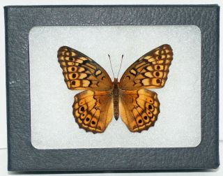 Real Framed Butterfly Euptoieta Claudia " Variegated Fritillary " In Riker Mount
