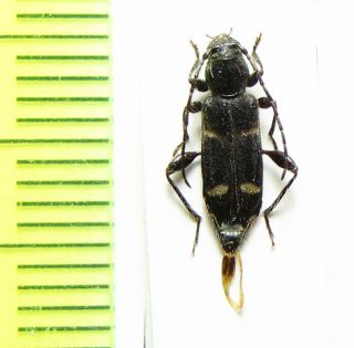 Cerambycidae,  Phymatodes Decussatus Australis,  Usa