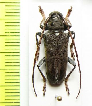 Cerambycidae,  Monochamus Buqueti,  Congo