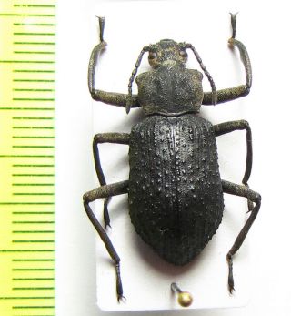 Tenebrionidae Sp. ,  Malaysia,  Borneo