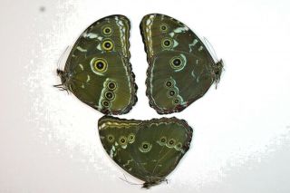 3 Morpho Achilles In A1