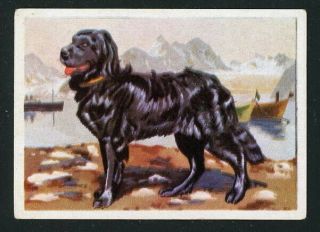 Rare Newfoundland Newfie Dog Card Spain 1961 Editorial Triunfo Terre Neuve