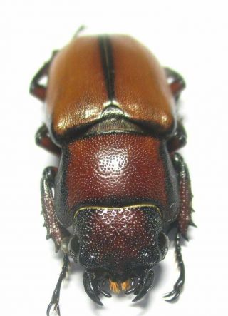 M004 Lucanidae: Cyclommatus Alagari Female 30mm
