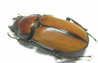 m004 Lucanidae: Cyclommatus alagari female 30mm 3
