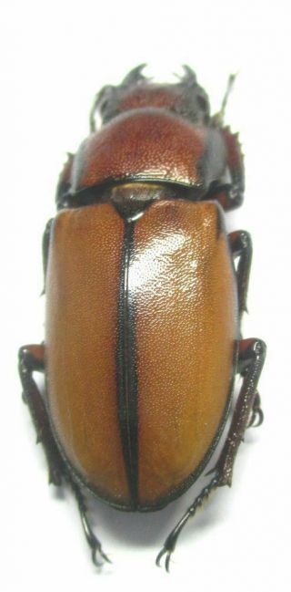 m004 Lucanidae: Cyclommatus alagari female 30mm 4